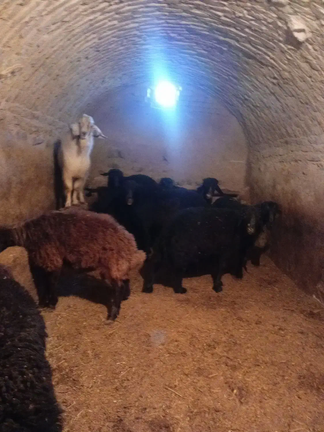 بز نر جوان|حیوانات مزرعه|خرمدره, |دیوار