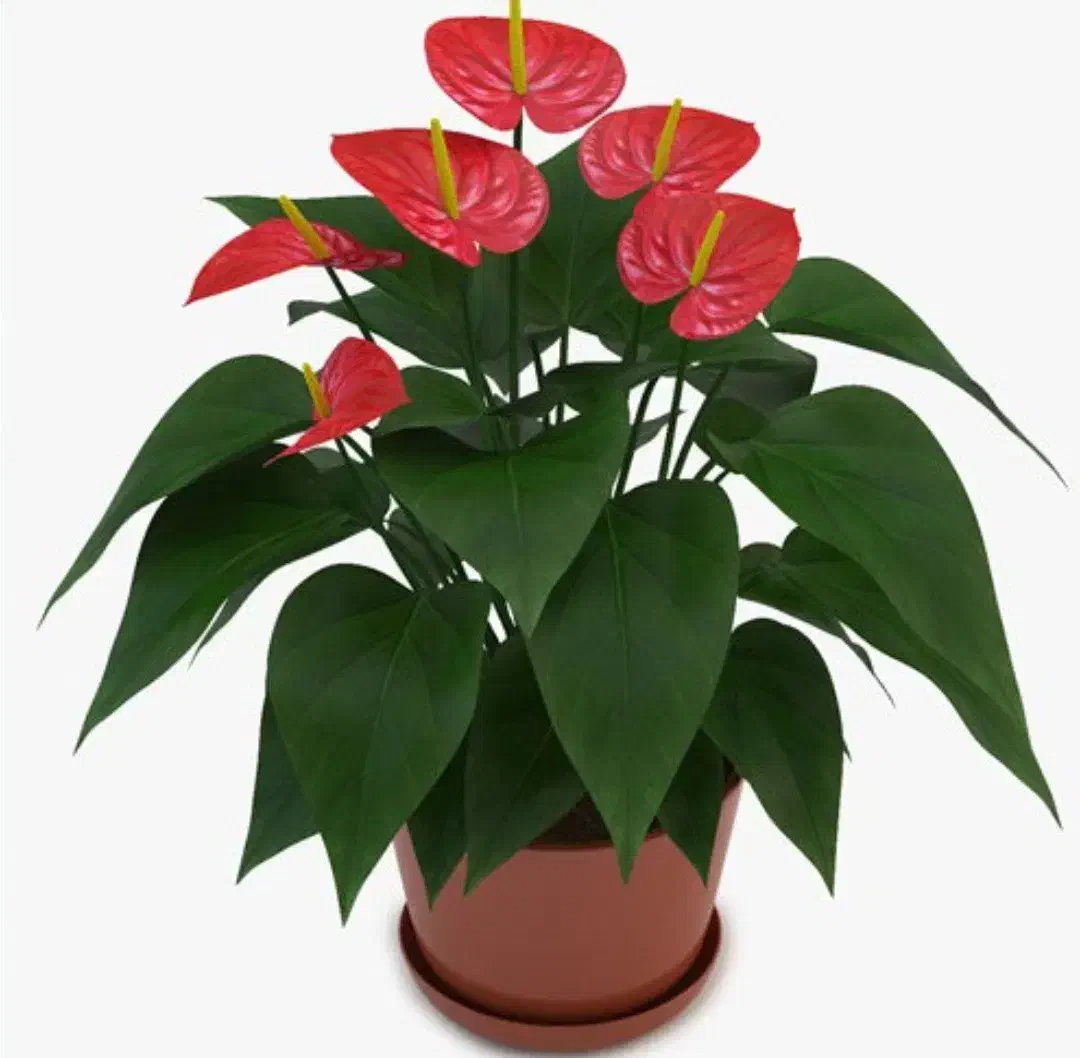 خاکبرگ هارونیه(پیرمرد گلفروش)|گل و گیاه طبیعی|اسلامآباد غرب, |دیوار