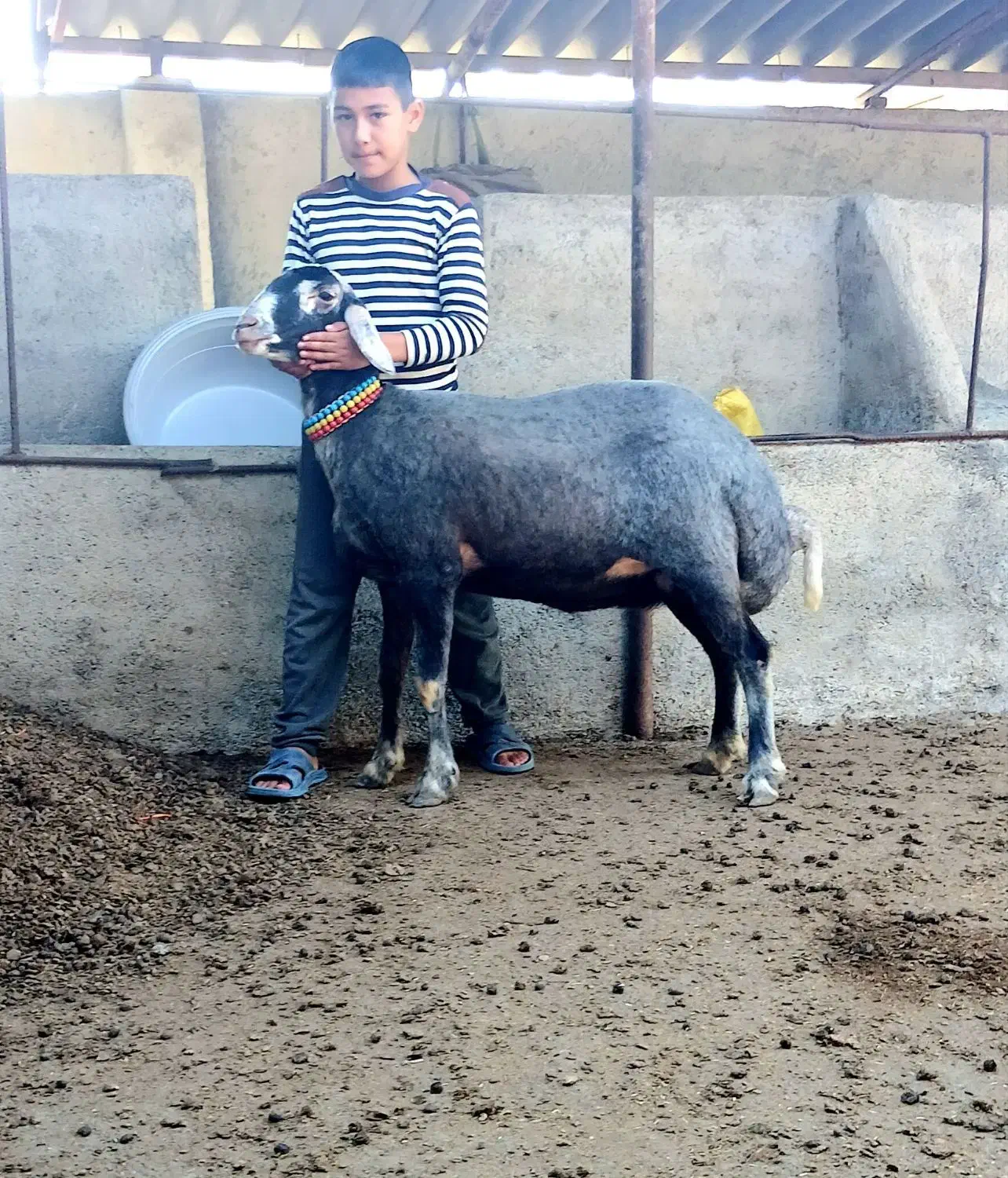 سلام ۴عدد گوسفند شیشک آث|حیوانات مزرعه|سیمین شهر, |دیوار