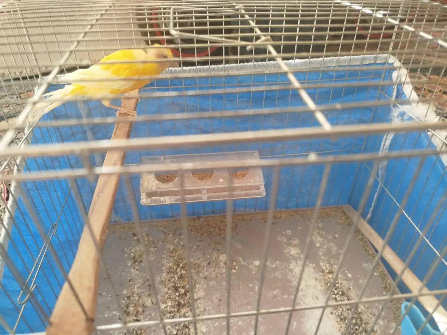 ماده قناری|پرنده|بافق, |دیوار