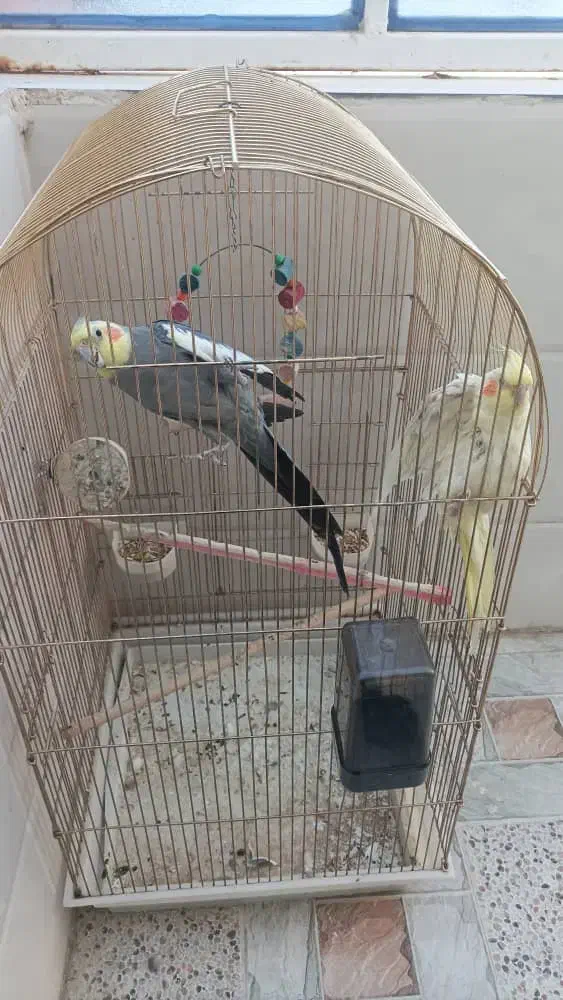 عروس هلندی|پرنده|رامهرمز, |دیوار