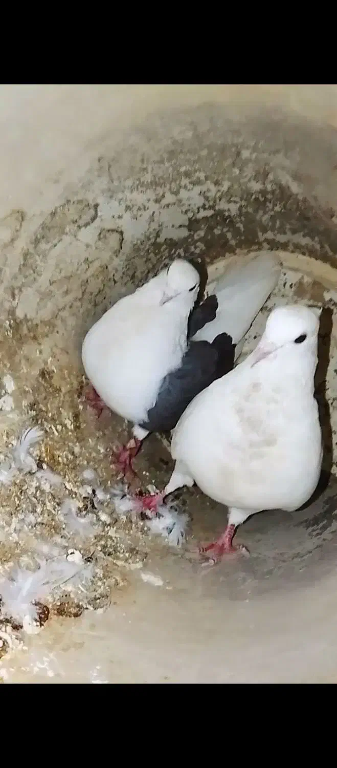 شونی|پرنده|چگنی, |دیوار