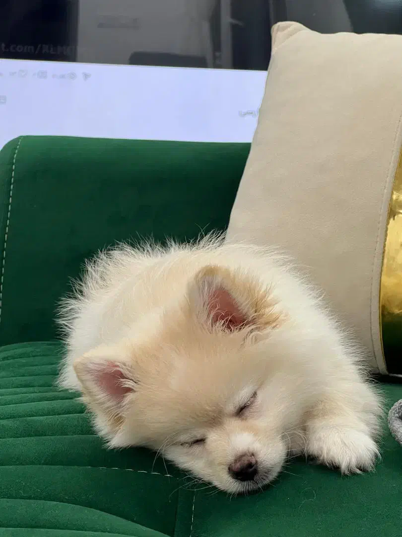 سگ پامر|سگ|بندر کنگان, |دیوار