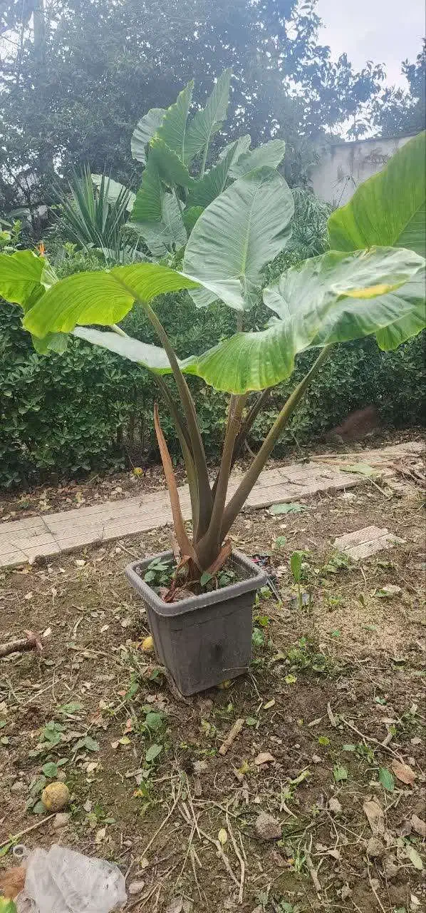 گل بابادم|گل و گیاه طبیعی|آمل, |دیوار