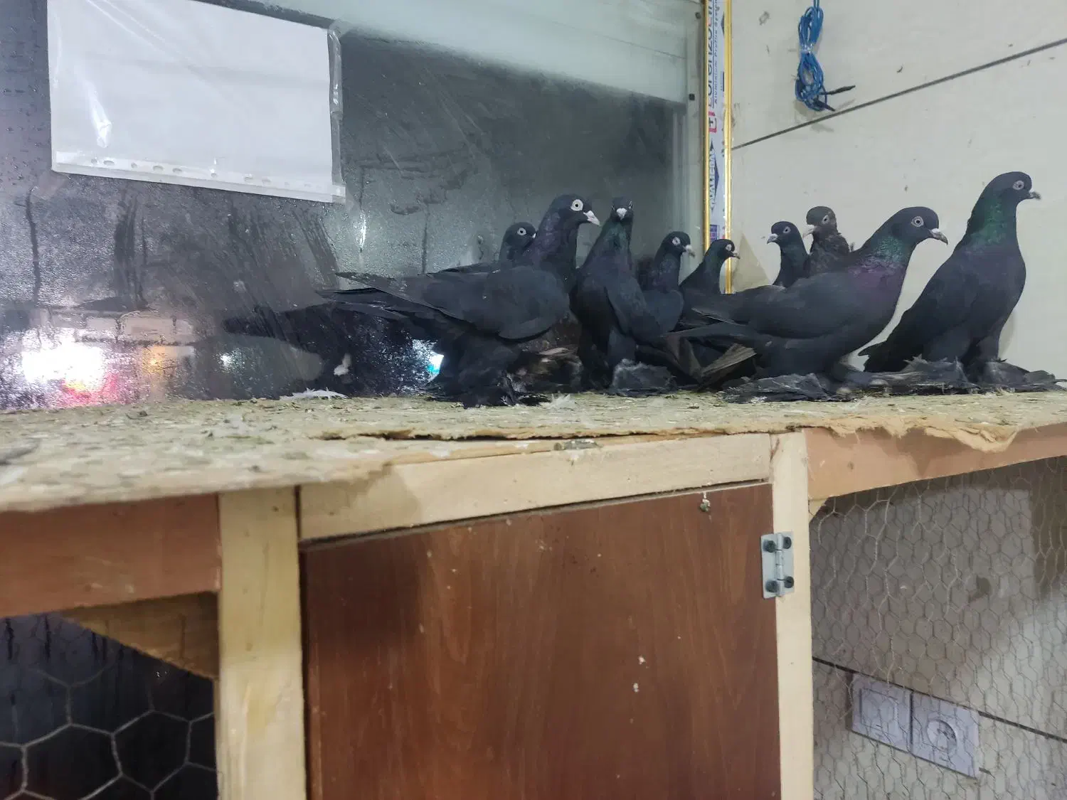 کبوتر|حیوانات|تبریز, |دیوار