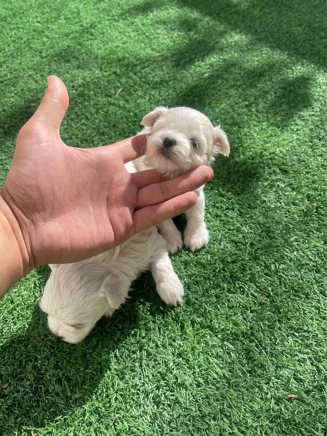 مالتیز اصیل با ضمانت|سگ|محمدشهر, محمدشهر|دیوار