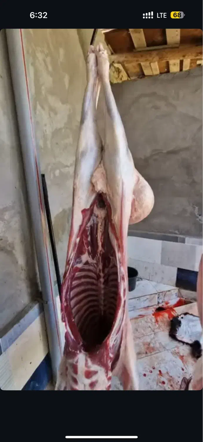 سلاخ قصابی و  کل تهران کم ترین هزینه فروش دام|حیوانات مزرعه|تهران, سعادت‌آباد|دیوار