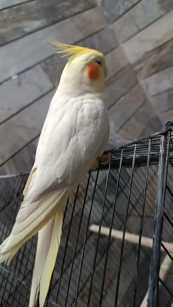 یک جفت عروس هلندی دستی|پرنده|بیرجند, |دیوار