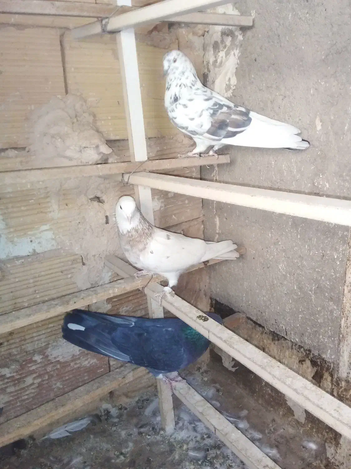 کفتر پرشی|پرنده|خاوران, |دیوار