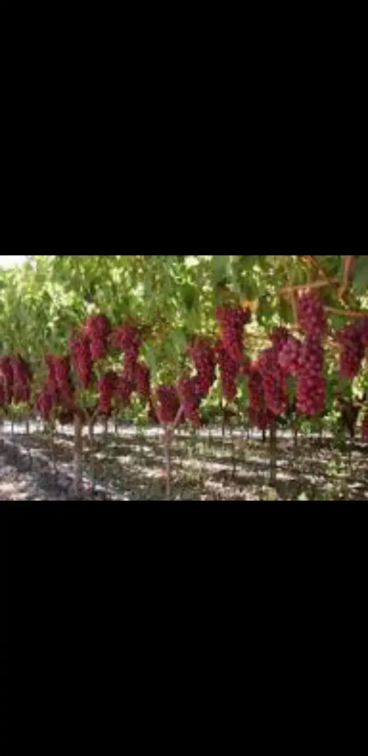 شیره انگور خالص  همدان خودمون درست کردیم باغداریم|حراج|ورامین, ورامین|دیوار