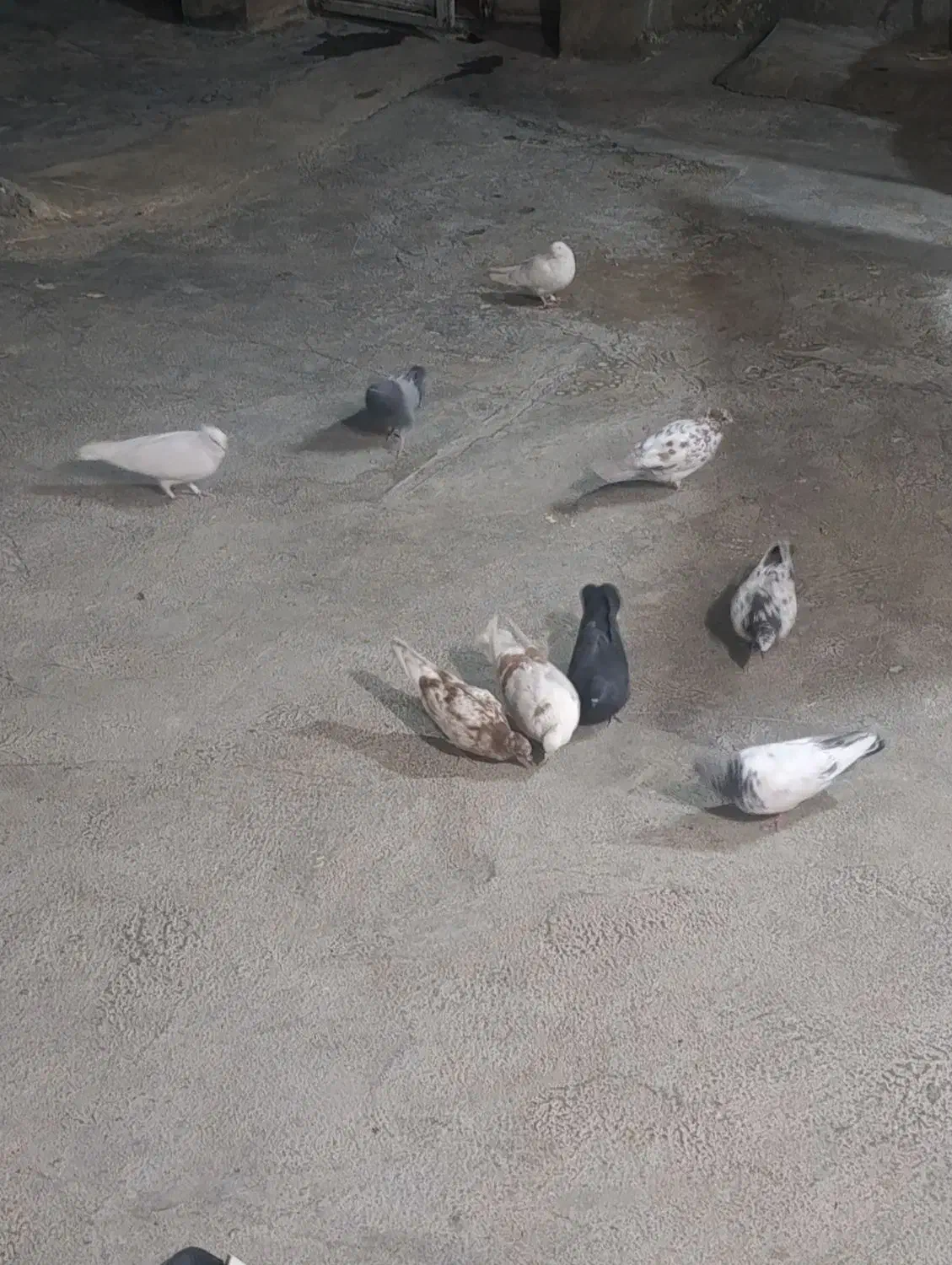 کبوتر پرشی|پرنده|ملکشاهی, |دیوار