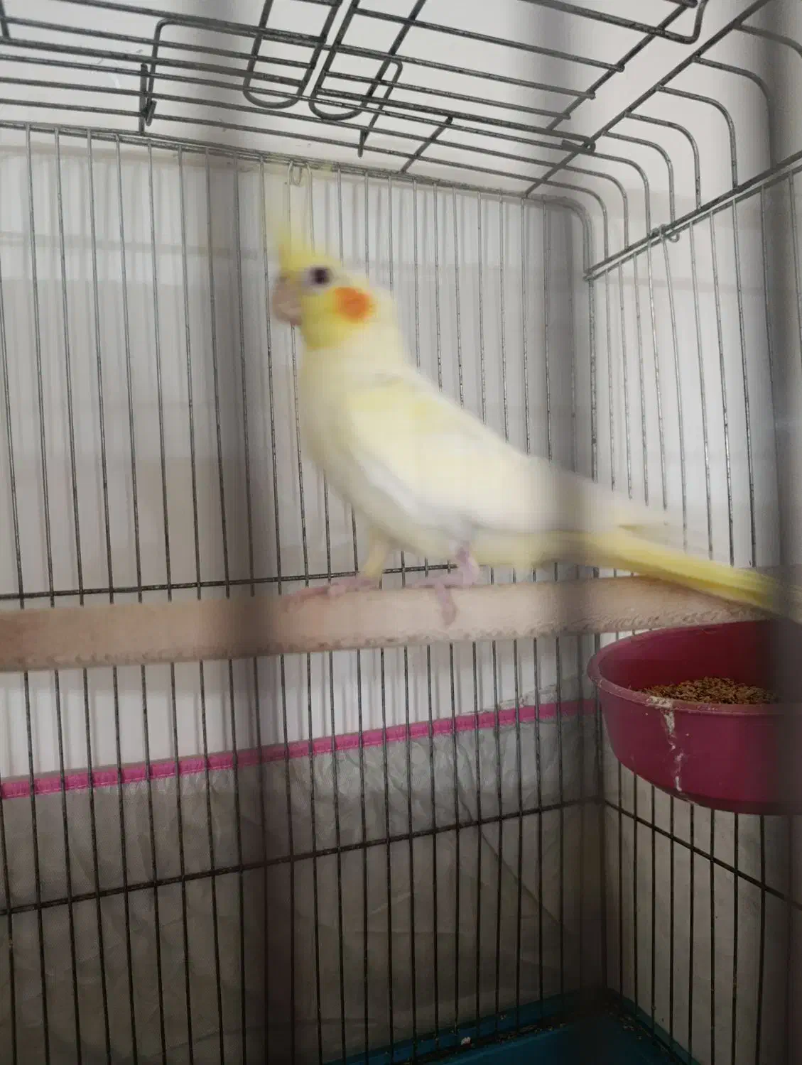 عروس هلندی|پرنده|کاشان, آیت الله سعیدی|دیوار