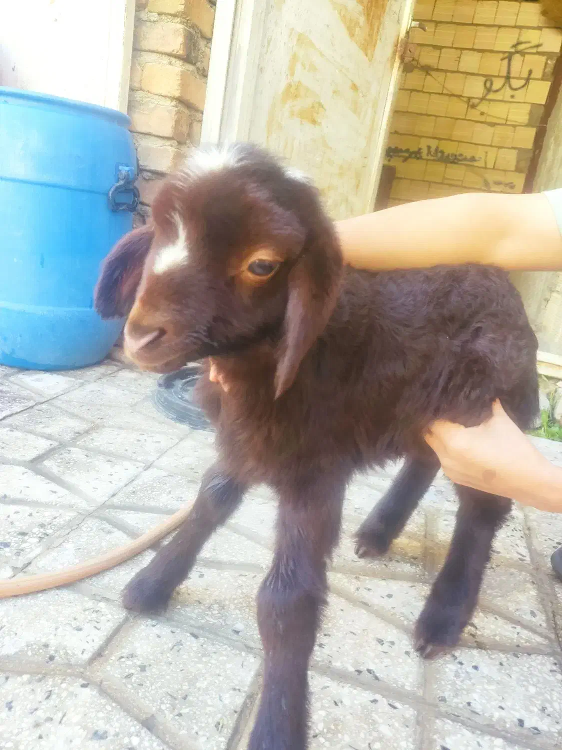 بره شیری|حیوانات مزرعه|اشترینان, |دیوار