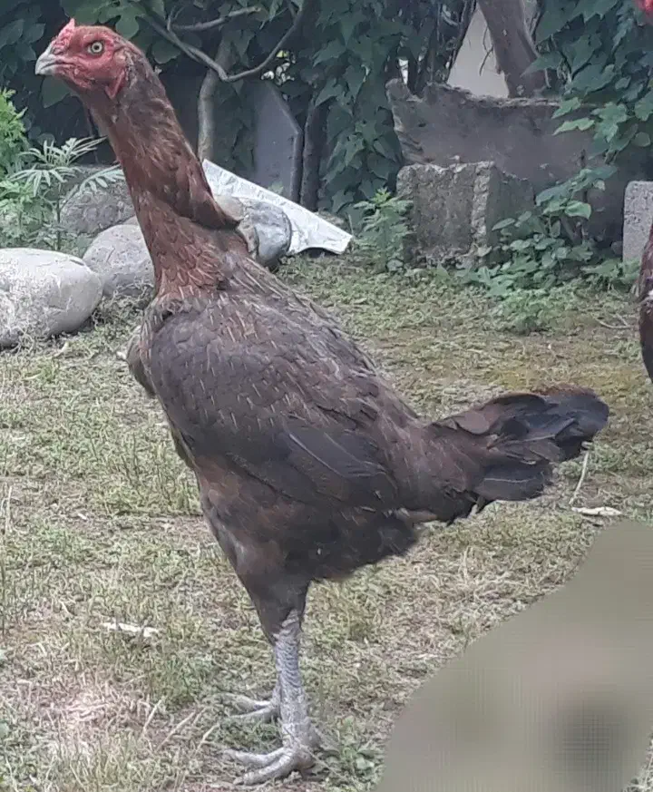 مرغ لاری|حیوانات مزرعه|سراوان, |دیوار