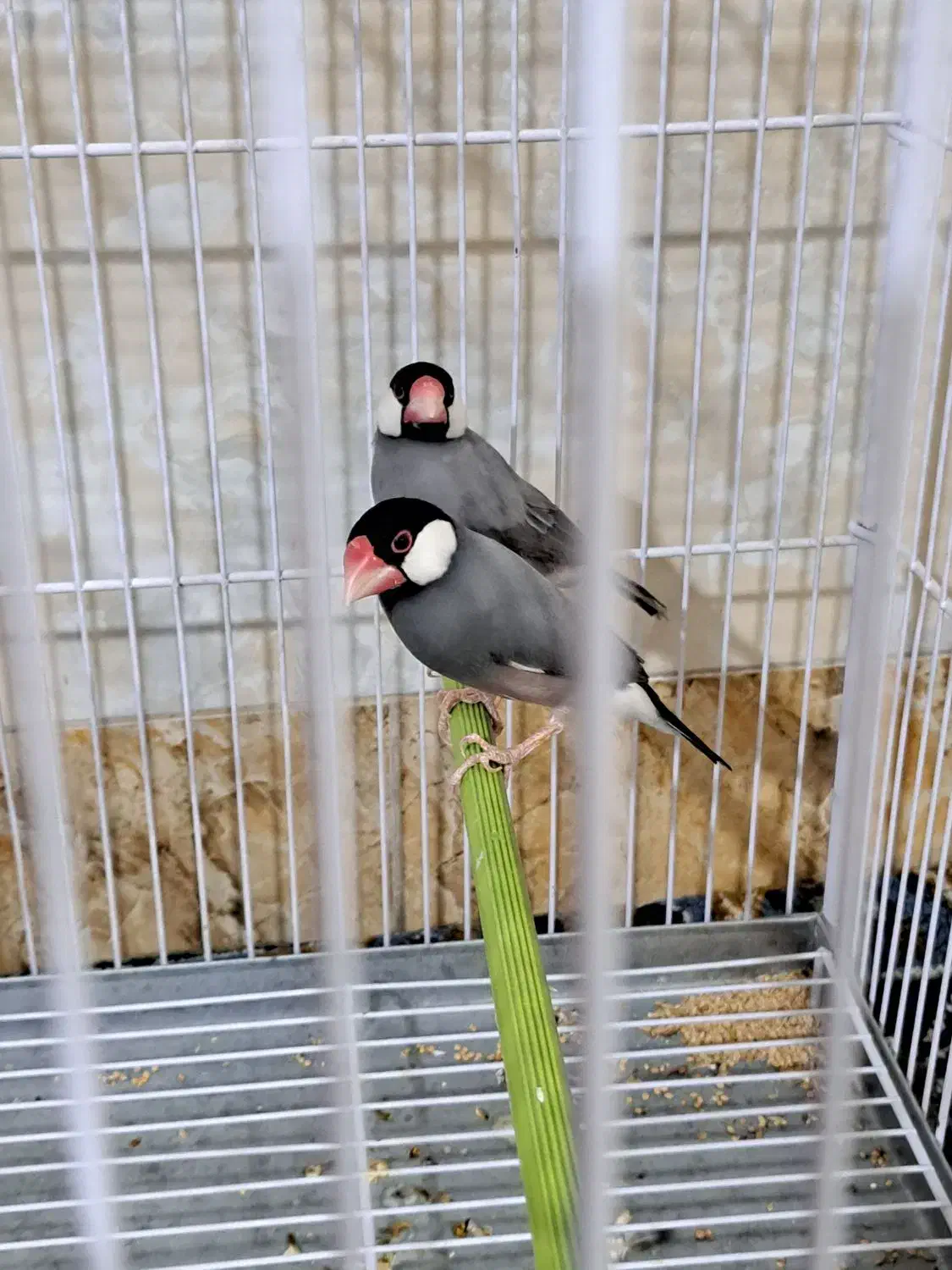 قناری .جفت فنچ نرگسی|پرنده|شیراز, تندگویان|دیوار