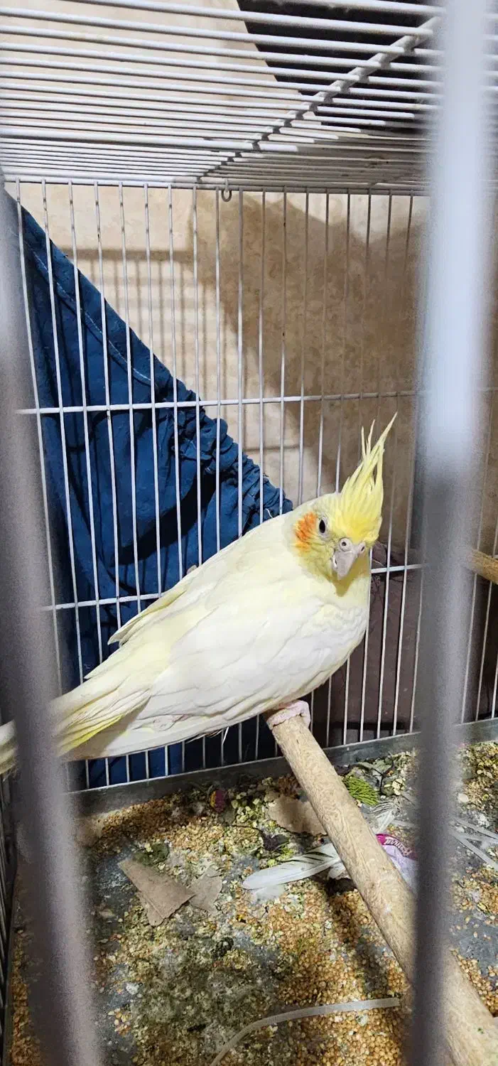 پرنده|پرنده|گراش, |دیوار