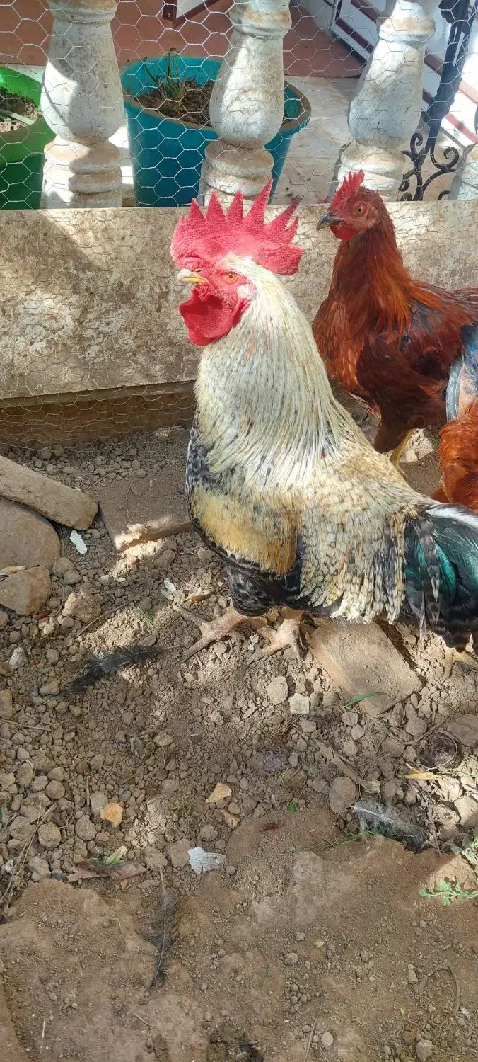 خروس محلی چاق|حیوانات مزرعه|بهشهر, |دیوار