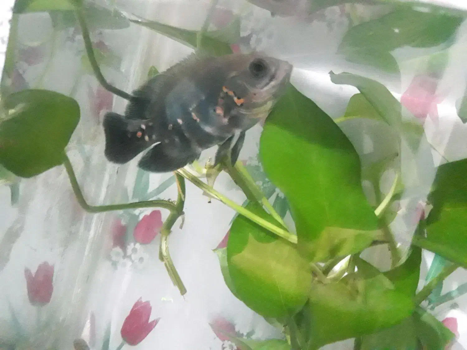 ماهی اسکار|ماهی|ملکآباد, |دیوار