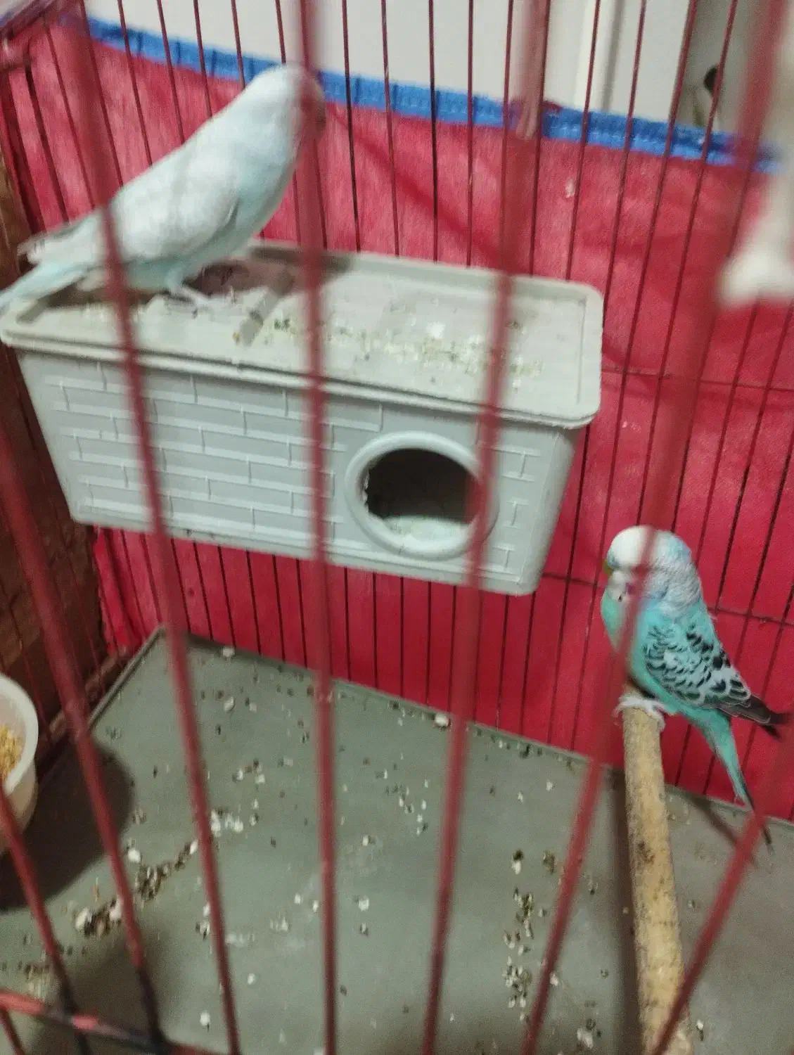 مرغ عشق|پرنده|شوشتر, |دیوار