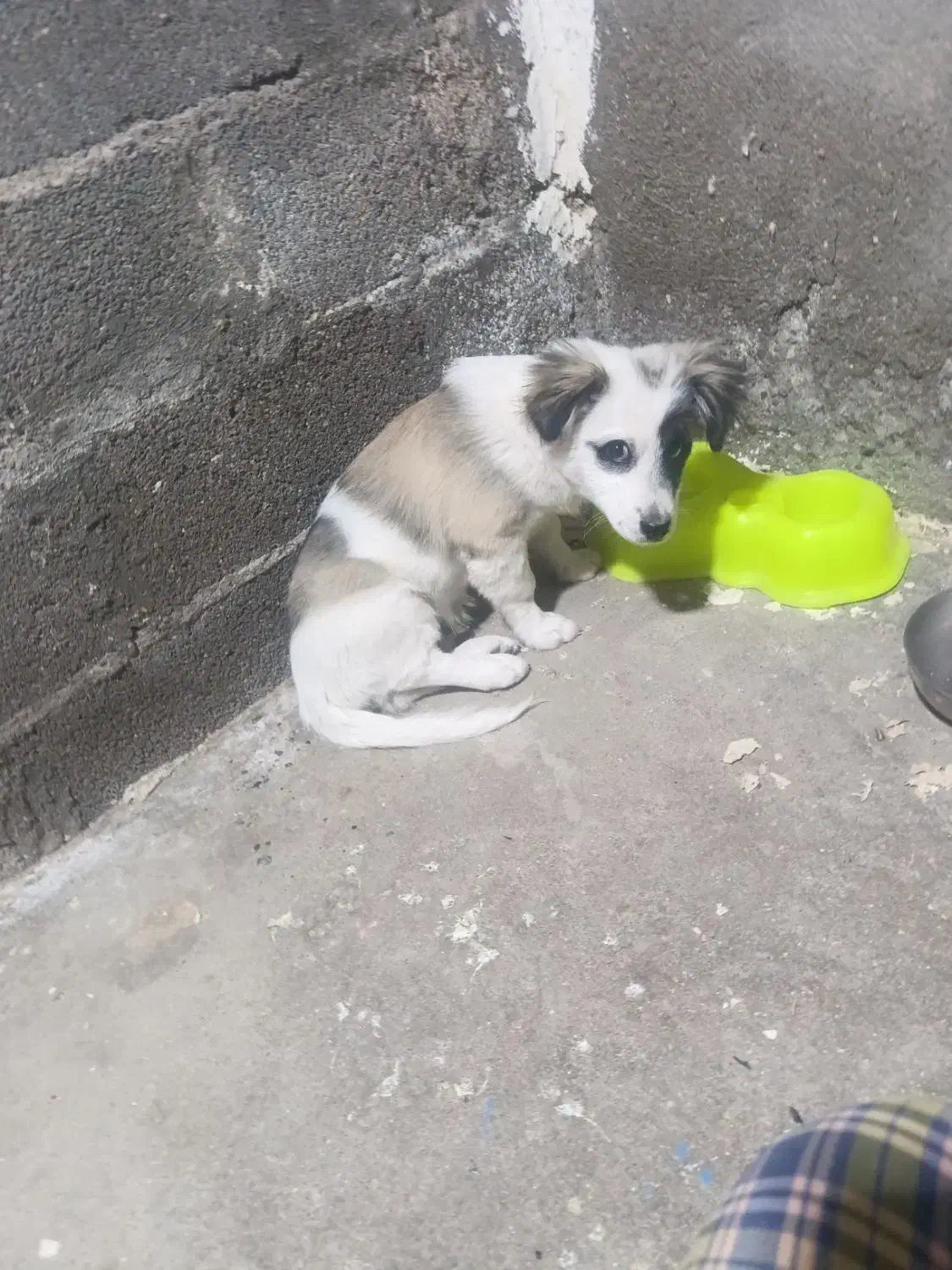 سگ پاپی تربیت شده|سگ|خواف, |دیوار