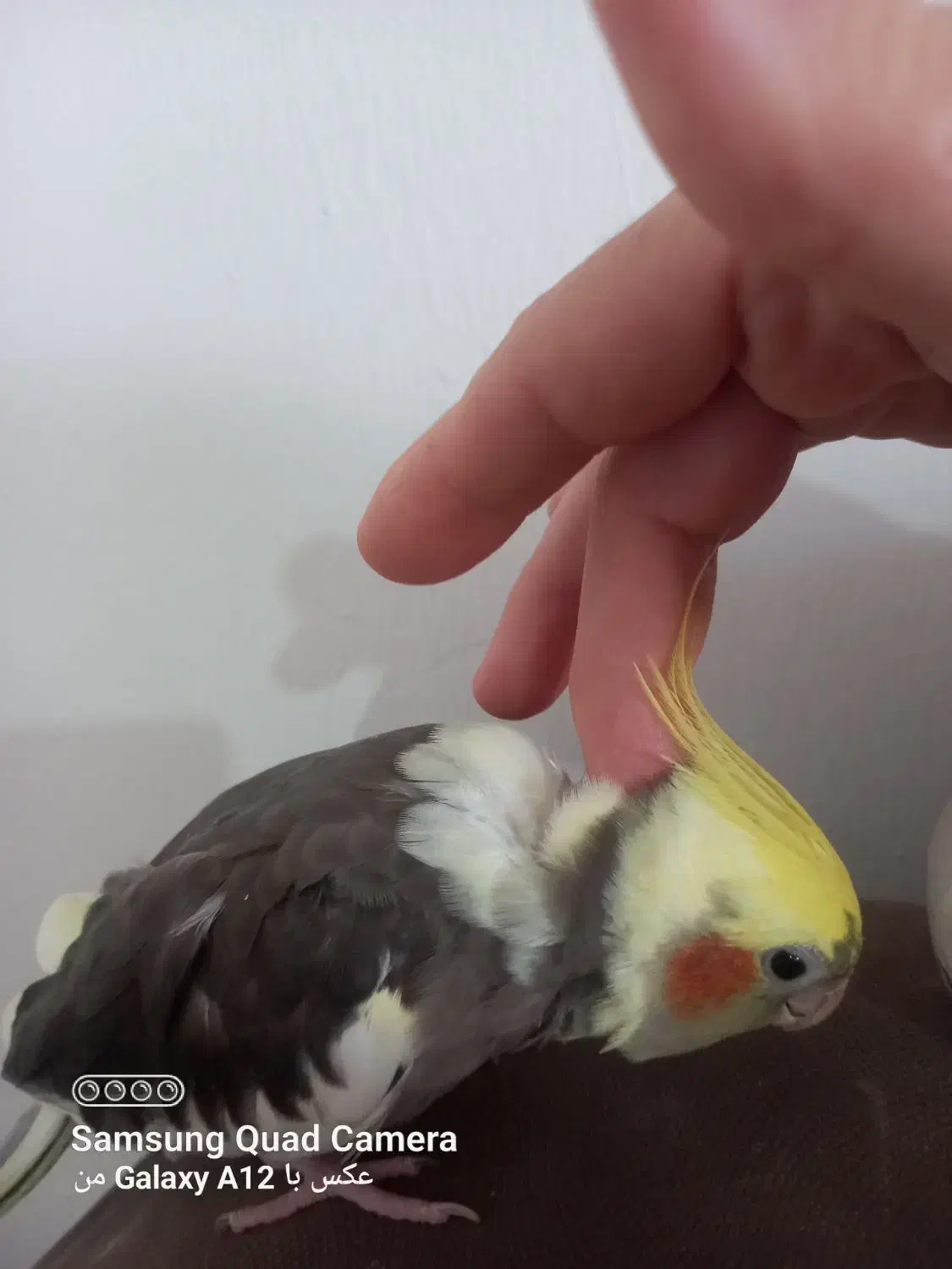 یک جفت عروس هلندی|پرنده|قم, هفت تیر|دیوار