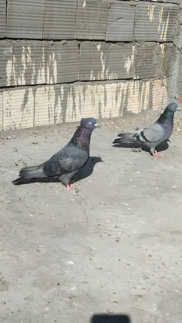 نرماده سبز عتیقه پربازی دار|پرنده|نرماشیر, |دیوار