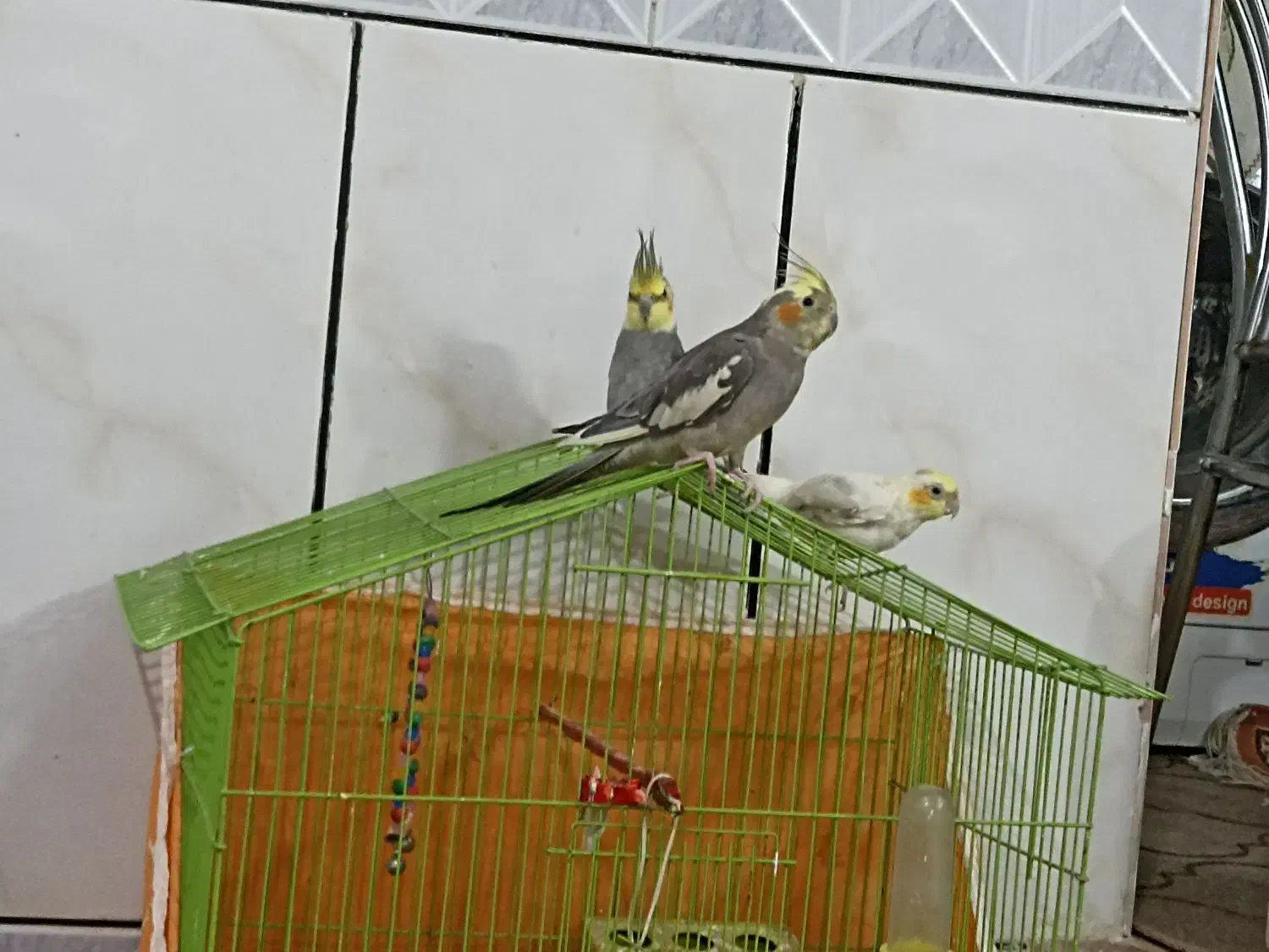 عروس هلندی|پرنده|دامغان, |دیوار