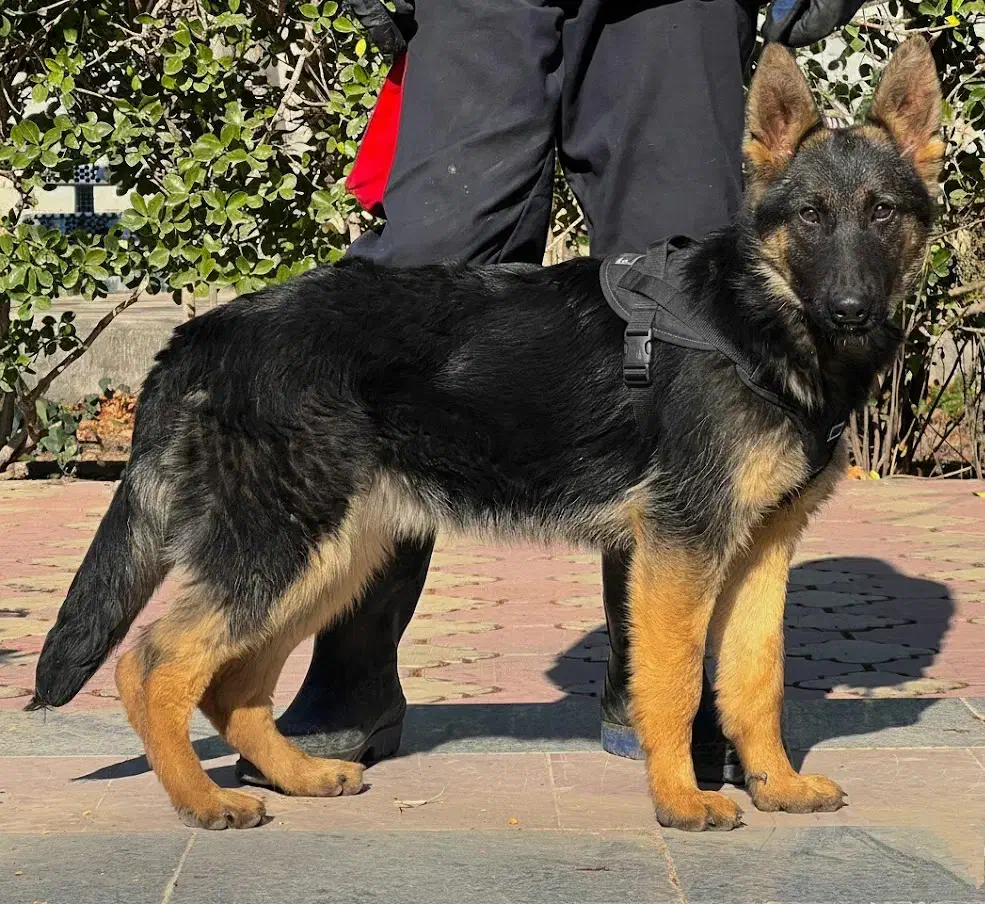 سگ ژرمن شپرد ماده چهار ماه اصیل بلکفیس فی ۱۵ م ت|سگ|تهران, مروارید شهر|دیوار