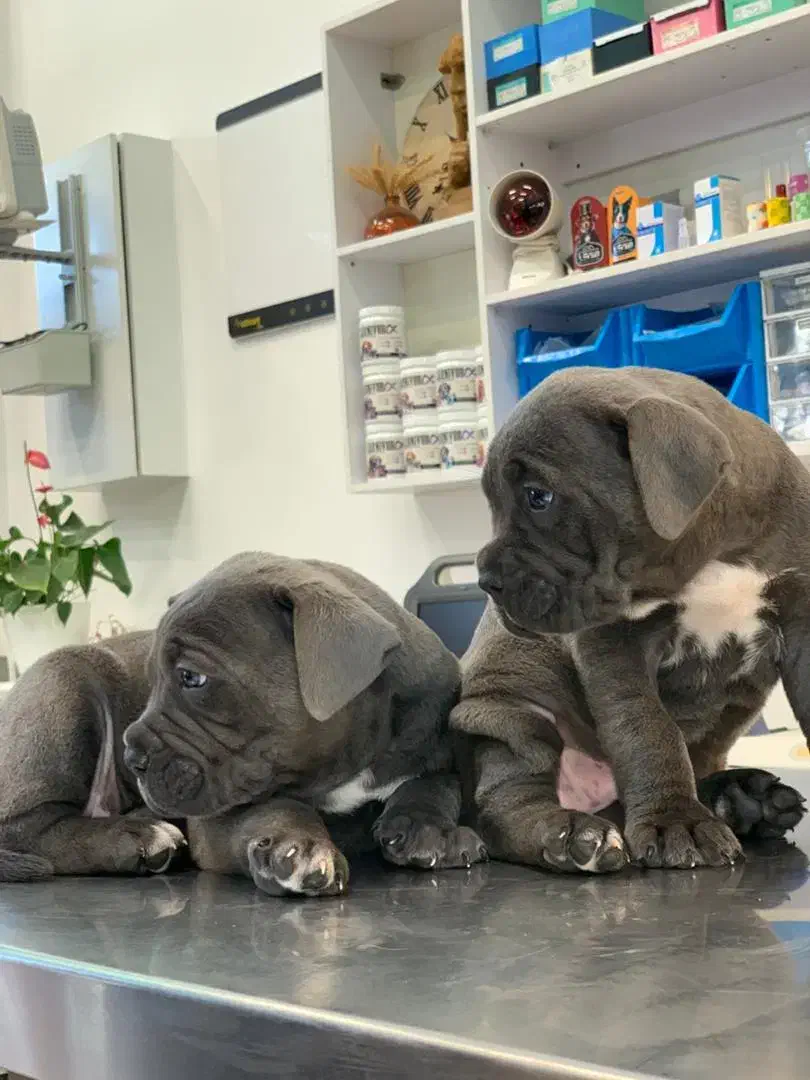 کن کورسو ماده ۱۴ماهه باسابقه یکبار زایمان سالم|سگ|کومله, |دیوار