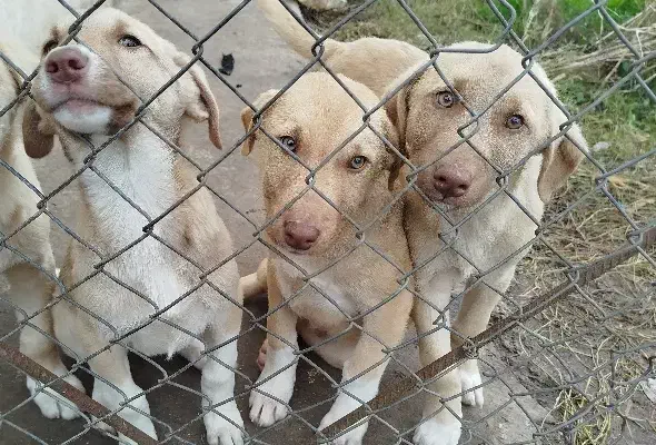 توله سگ سرابی|سگ|کیاشهر, |دیوار