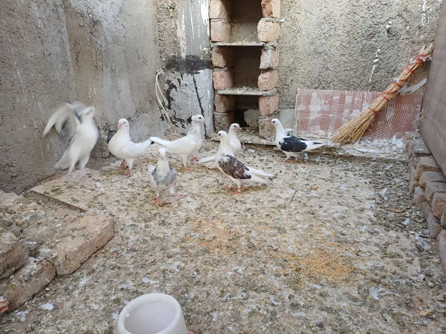 کبوتر|پرنده|کرج, ساسانی (قلمستان)|دیوار