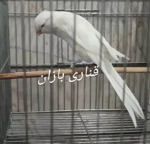 قناری رسمی بلند|پرنده|ری, اقدسیه|دیوار