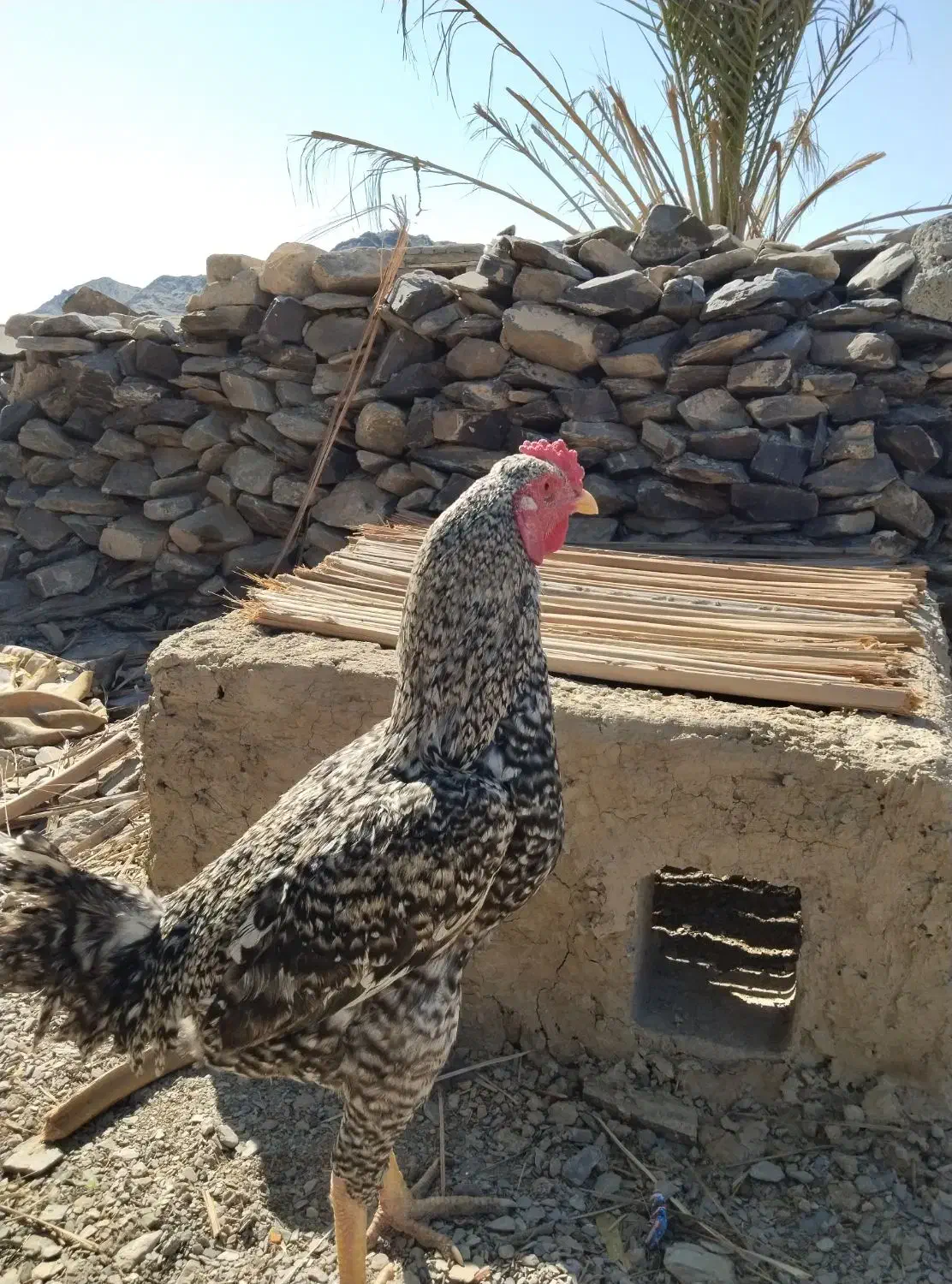 سلام مرغ خروس فروشی|پرنده|سراوان, |دیوار