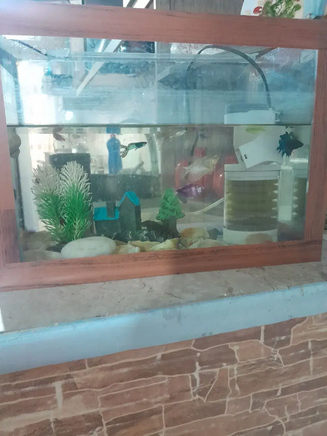 آکواریوم ب همراه ماهی و پمپ هوا و نور و حلزون|ماهی|محمدشهر, جعفرآباد|دیوار