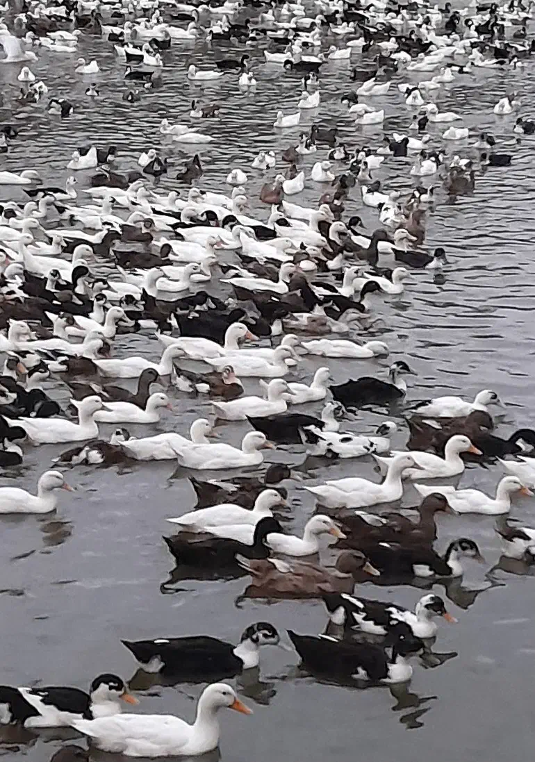 اردک|حیوانات مزرعه|طاهرگوراب, |دیوار