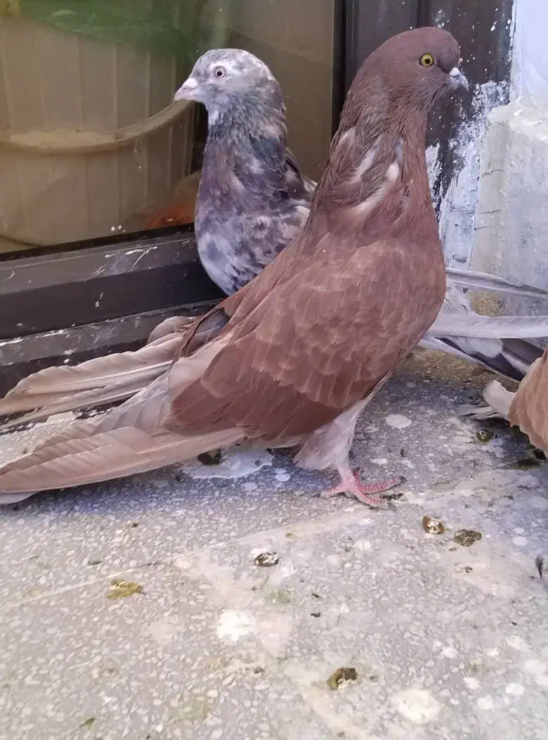 کبوتر پرشی|پرنده|پردیس, فاز ۲|دیوار