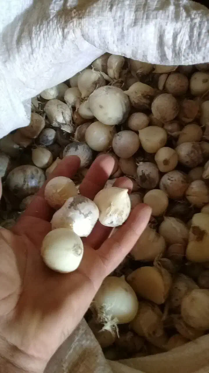 موسیر|گل و گیاه طبیعی|زنده رود, |دیوار