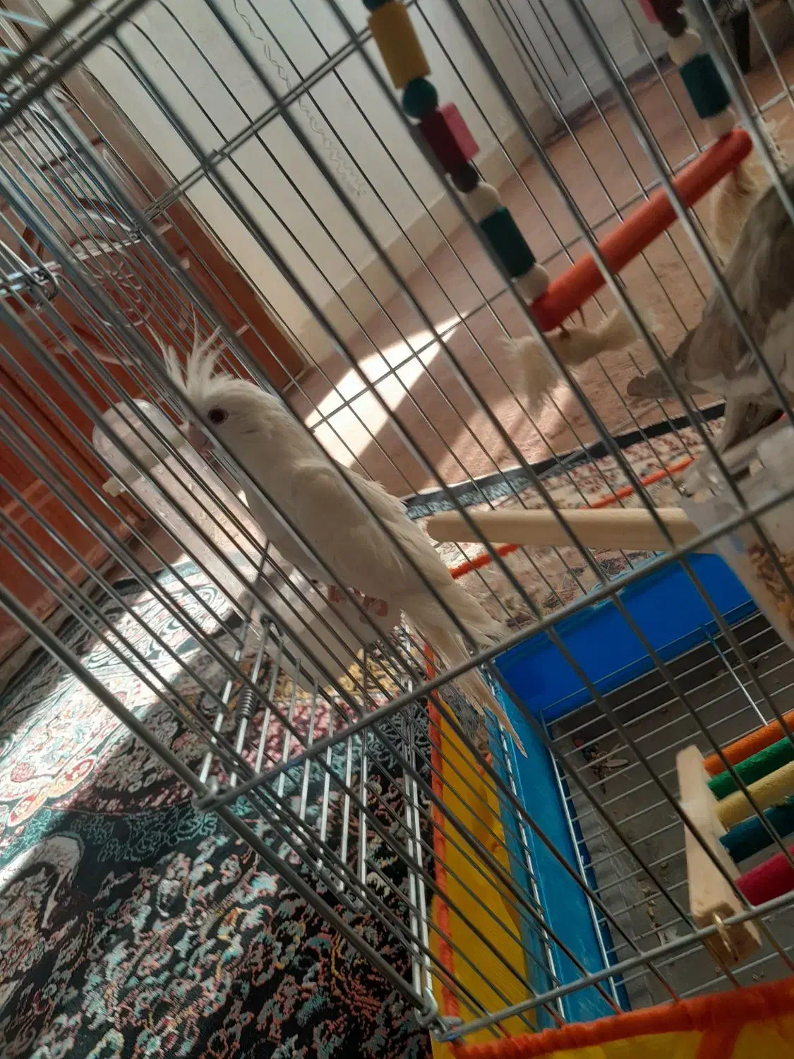 عروس هلندی|پرنده|آشخانه, |دیوار