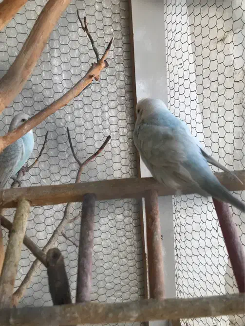 مرغ عشق|پرنده|ساری, |دیوار