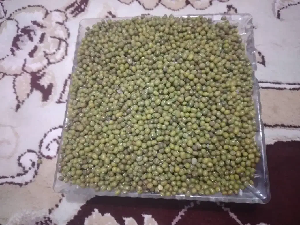 ماش ریز محلی درجه یک بوجار شده|خوردنی و آشامیدنی|گنبد کاووس, |دیوار