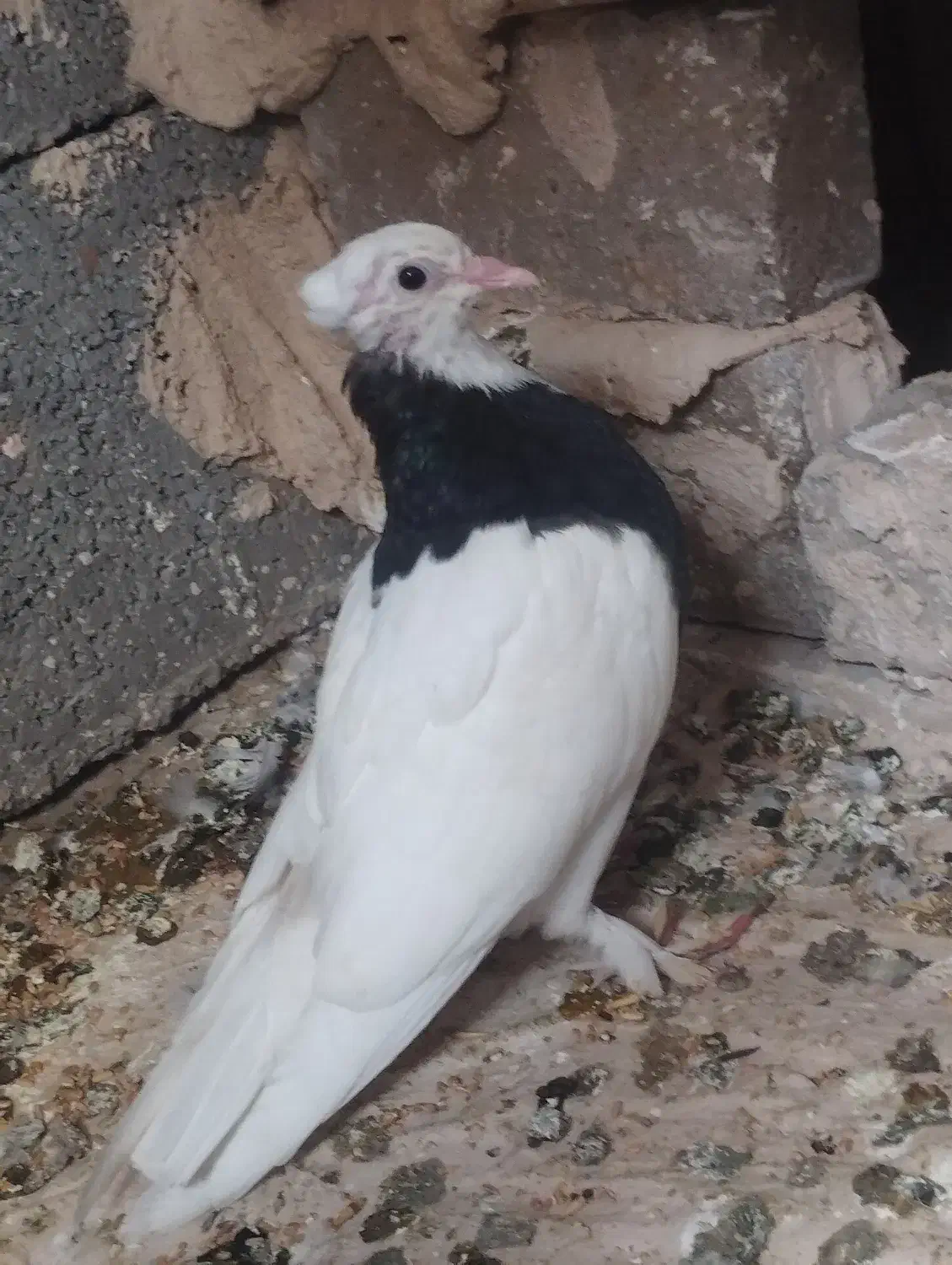 چون پول لازم هستم میفروشم|پرنده|رضویه, |دیوار