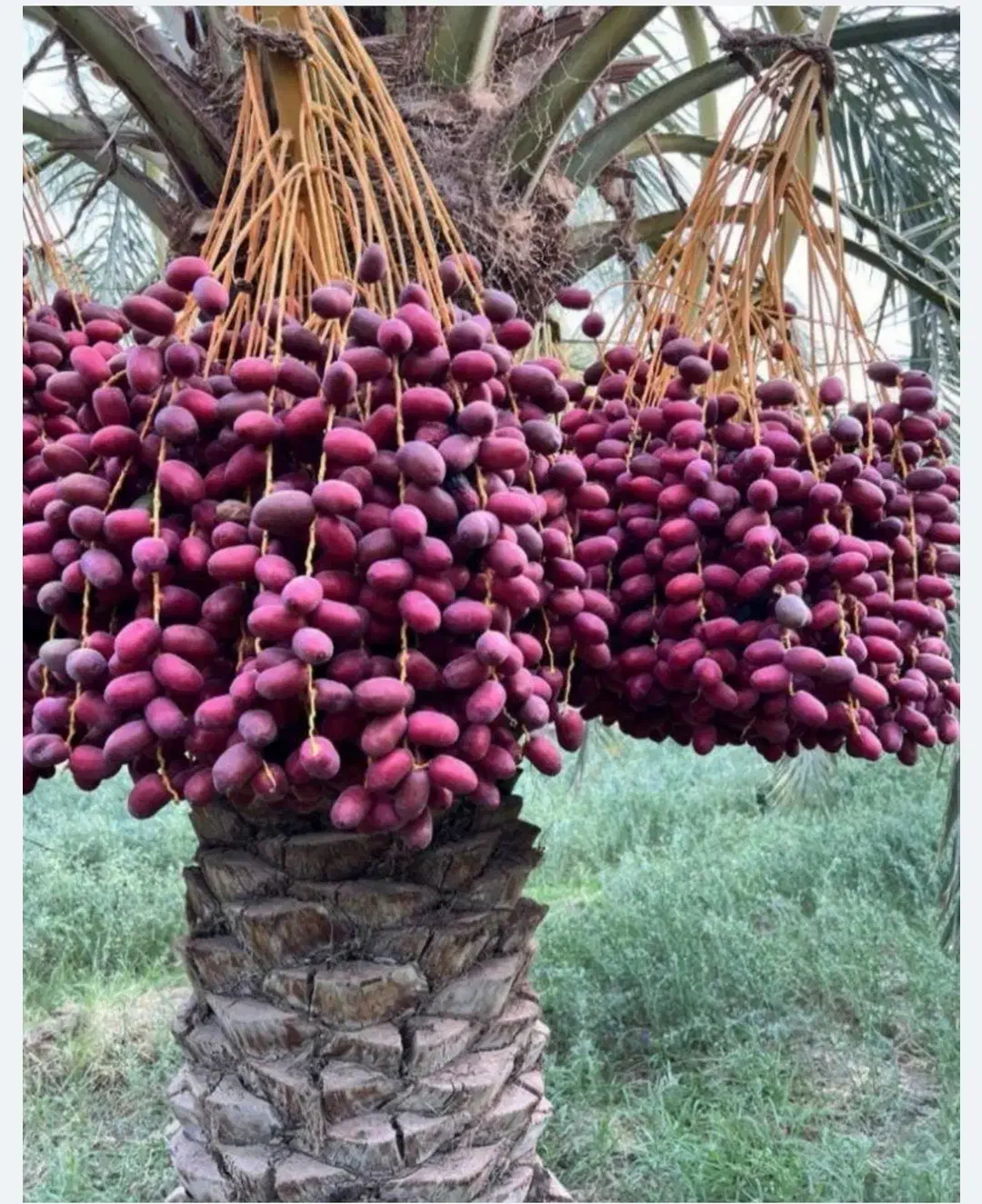 عمده فروشی خرما بسته بندی شده  میرانصاری|خوردنی و آشامیدنی|تهران, قزل قلعه|دیوار