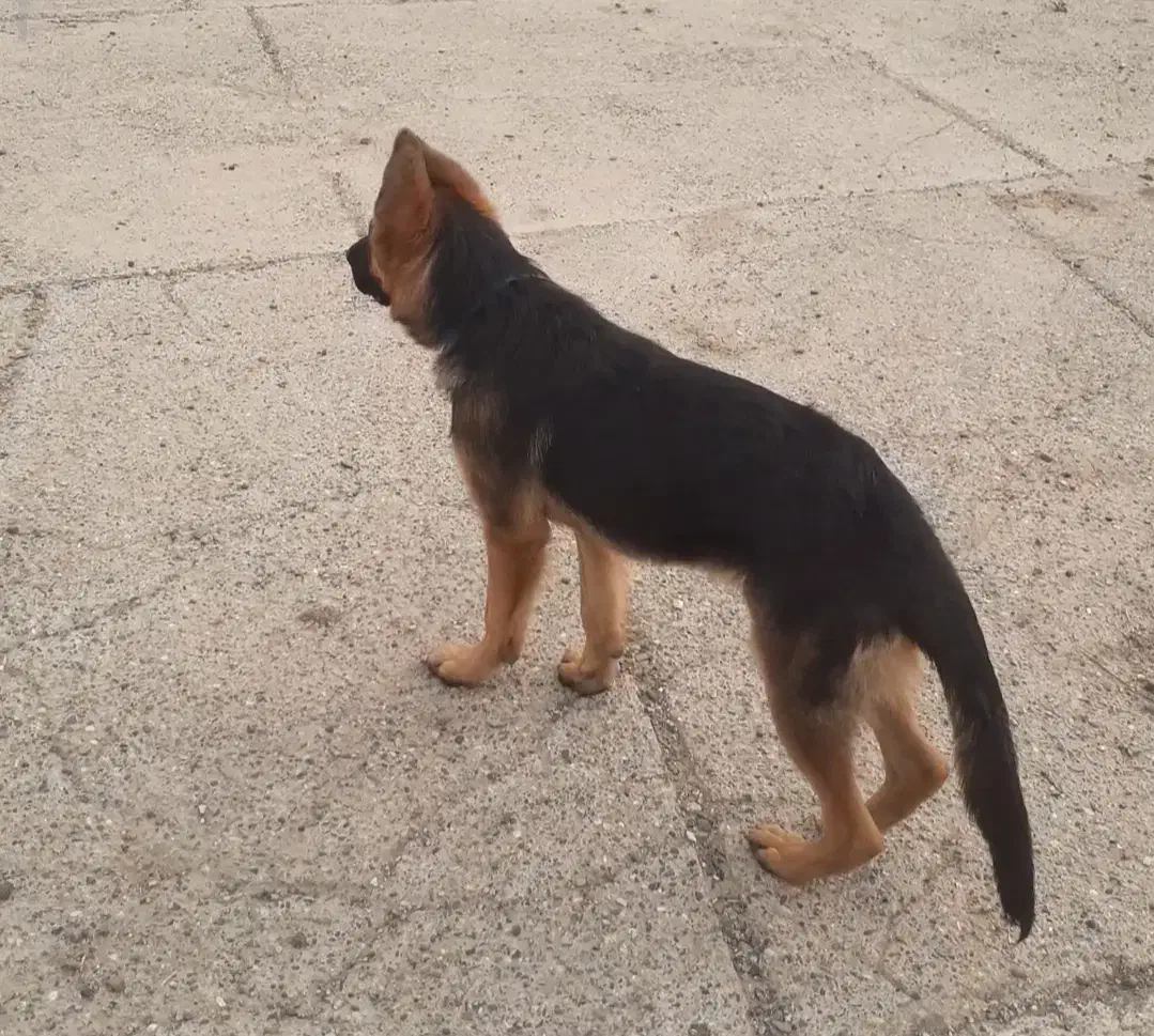 سگ ژرمن|سگ|اردبیل, |دیوار