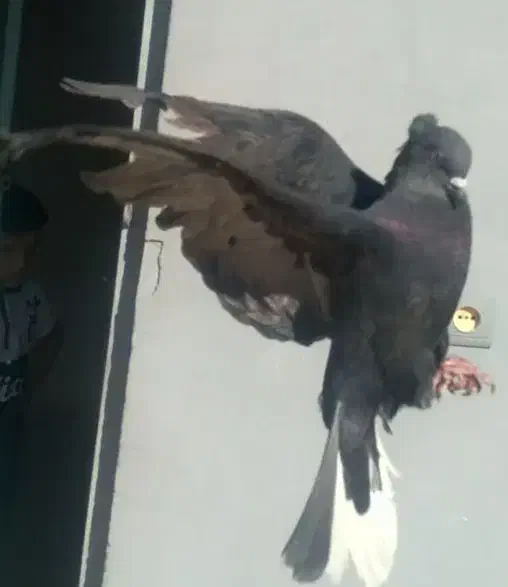 اشعل ماده|پرنده|ایذه, |دیوار