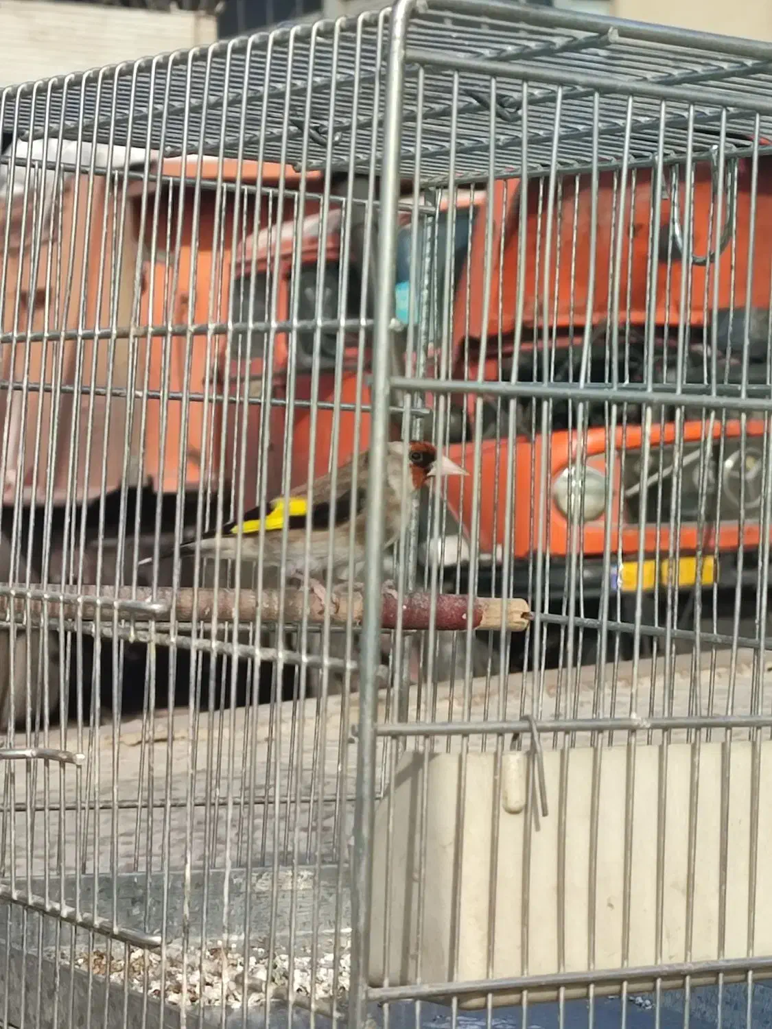 سهره|پرنده|قیامدشت - خاورشهر, |دیوار