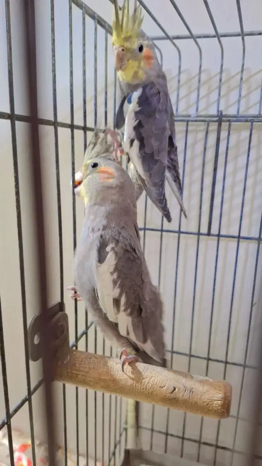 عروس هلندی|پرنده|شیراز, محراب|دیوار