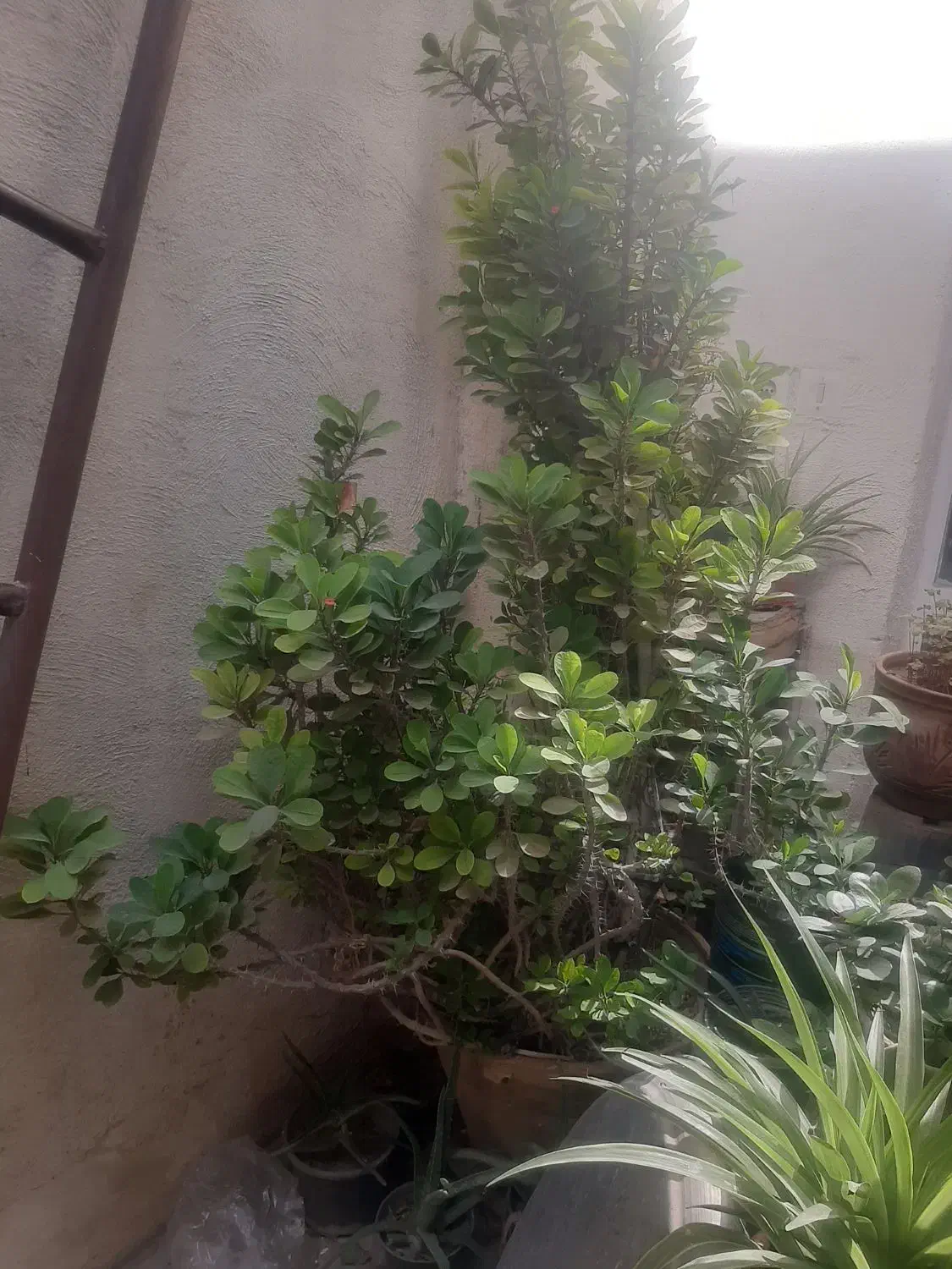 گل مرجان|گل و گیاه طبیعی|تهران, هاشم‌آباد|دیوار