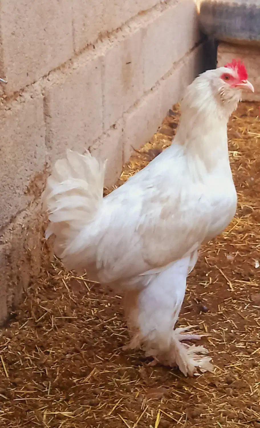 فروش خروس محلی درجه یک خوش رنگ واکسن خورده سر حال|حیوانات مزرعه|علامرودشت, |دیوار