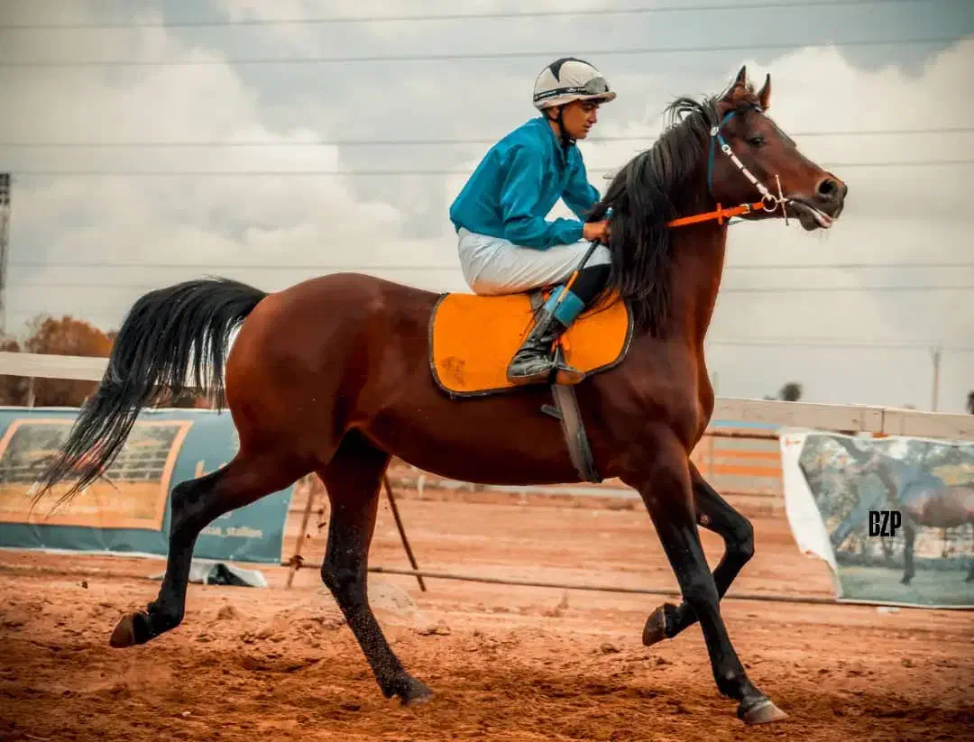 اسب نریان یکسر کورسی|اسب و تجهیزات اسب‌سواری|شادگان, |دیوار