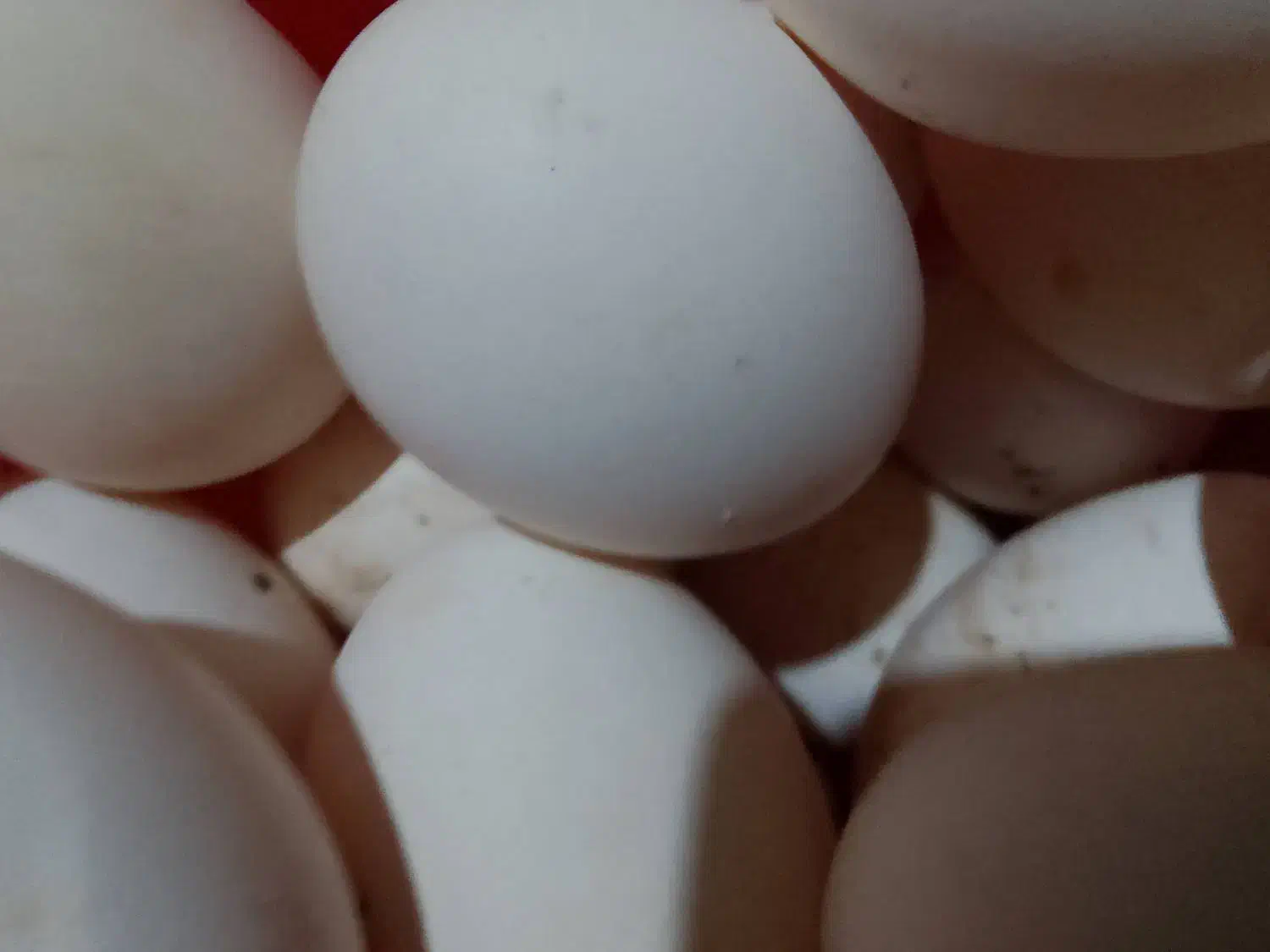 تخم مرغ عربی نطفه دار|حیوانات مزرعه|رامشیر, |دیوار